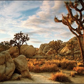 Joshua Tree