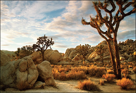 Joshua Tree