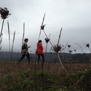 studio choo in field