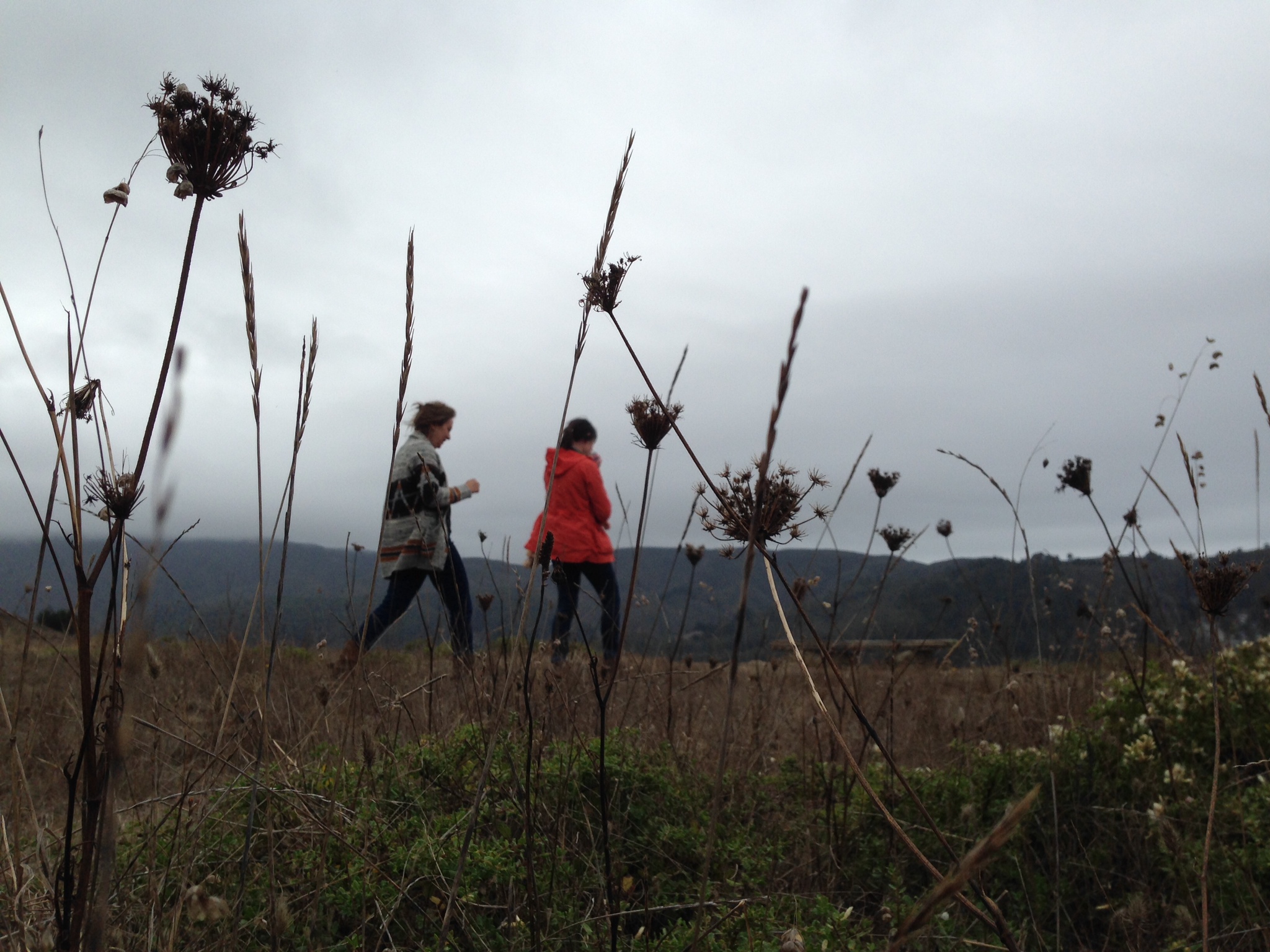studio choo in field