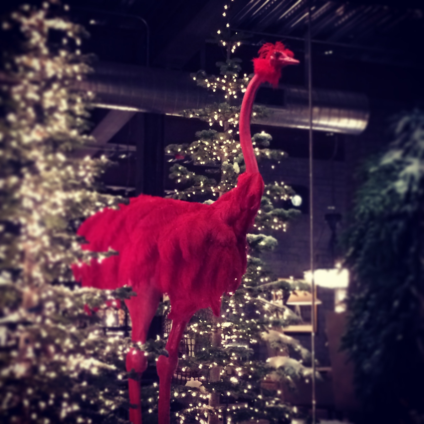 red ostrich