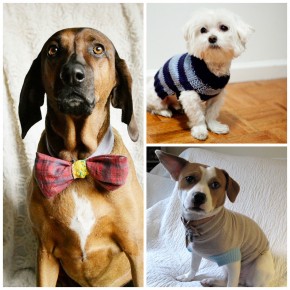 DIY Dog Projects