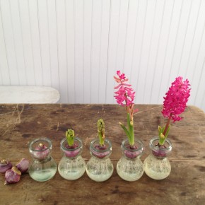 Forcing Hyacinths