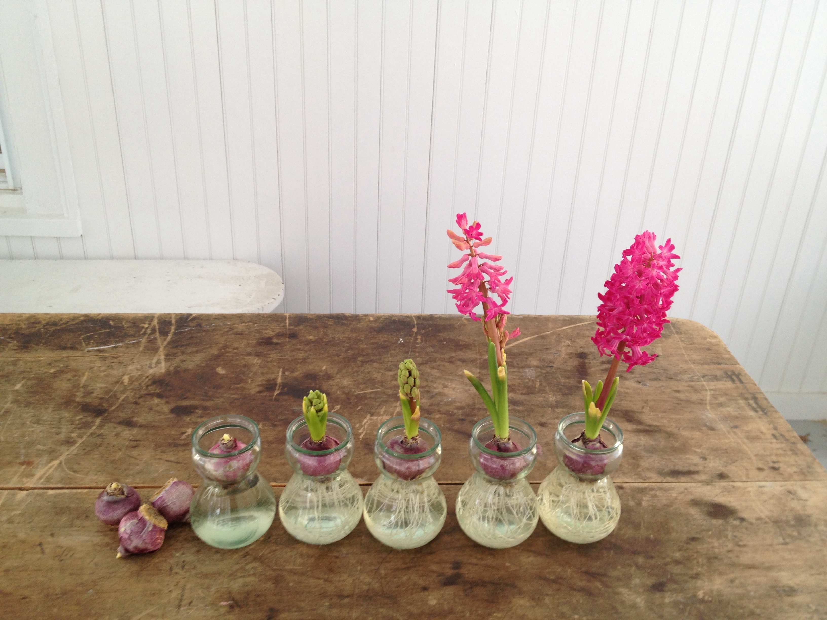 Forcing Hyacinths