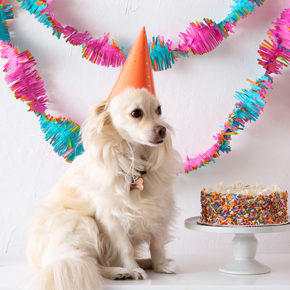 Charlie a small cream-colored dog wears an orange birthday hat and sits next to a birthday cake