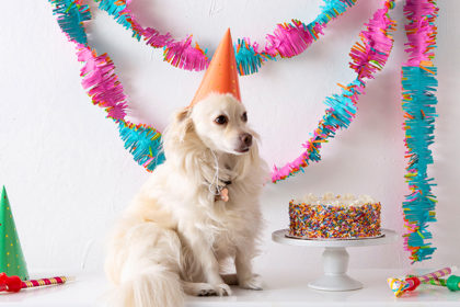 Charlie a small cream-colored dog wears an orange birthday hat and sits next to a birthday cake
