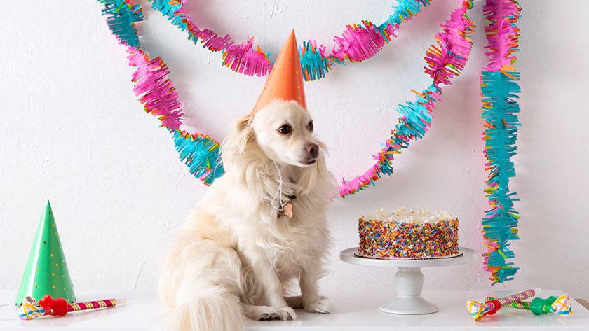 Charlie a small cream-colored dog wears an orange birthday hat and sits next to a birthday cake