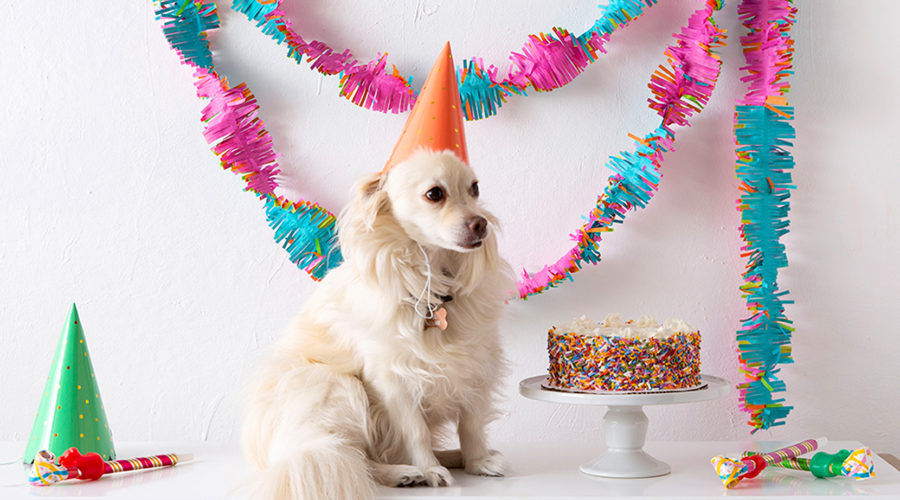 Charlie a small cream-colored dog wears an orange birthday hat and sits next to a birthday cake