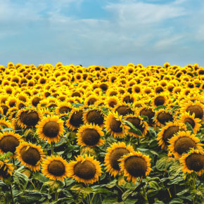 a sunflower field against a blue sky