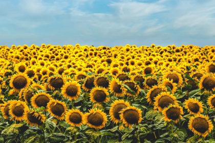 a sunflower field against a blue sky