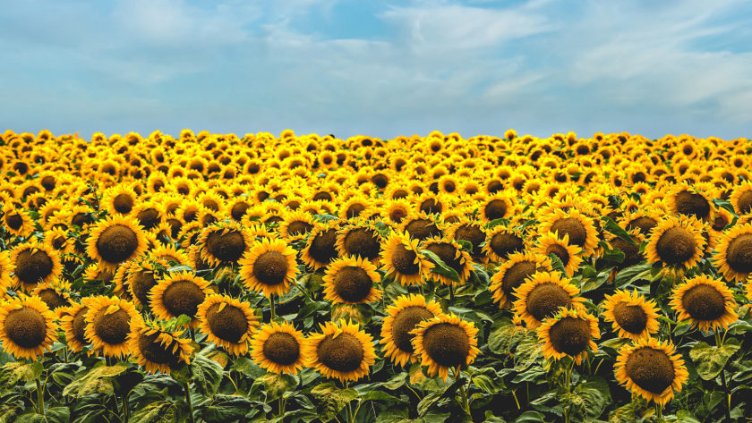 a sunflower field against a blue sky