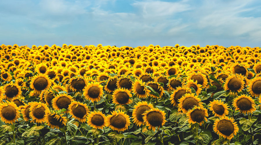 a sunflower field against a blue sky