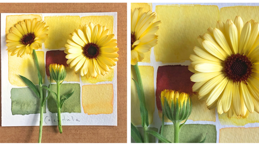 image of yellow flowers on top of a square sheet of watercolor paper with yellow and green paint swatches
